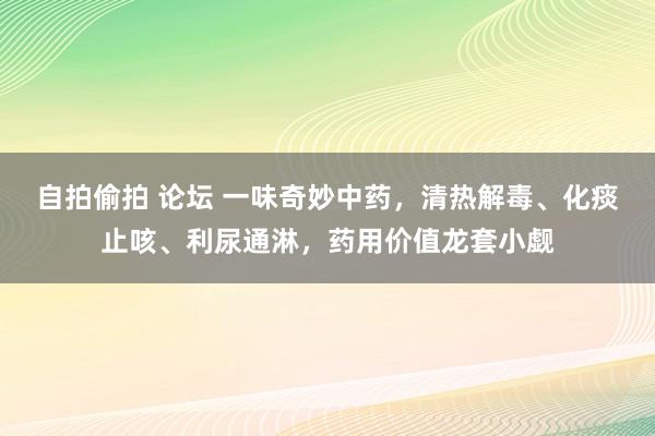 自拍偷拍 论坛 一味奇妙中药，清热解毒、化痰止咳、利尿通淋，药用价值龙套小觑